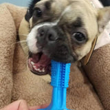Juguete cepillo dental para perros